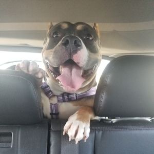 Meet your Posher, Dennis